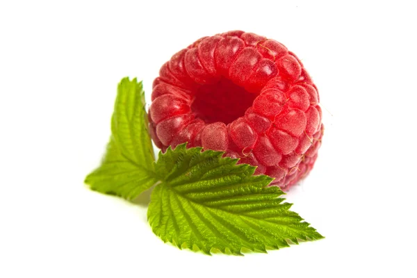 Single red raspberry — Stock Photo, Image