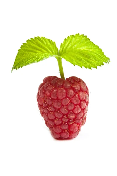 Single red raspberry — Stock Photo, Image