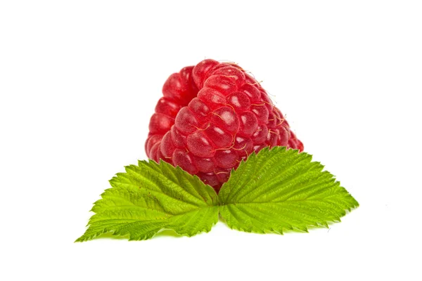 Single red raspberry — Stock Photo, Image