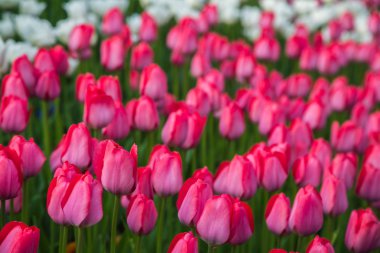 Kırmızı çiçek Lale alan Holland