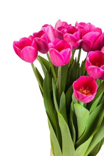 Bos van tulpen op een wit roze — Stockfoto