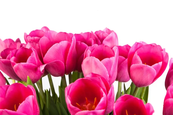 Bunch rosa de tulipas em um branco — Fotografia de Stock