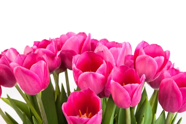 Bunch pink of tulips on a white — Stock Photo, Image