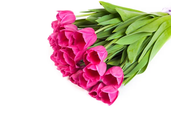 Parta růžové tulipány na bílé — Stock fotografie