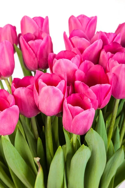 Bunch rosa de tulipas — Fotografia de Stock