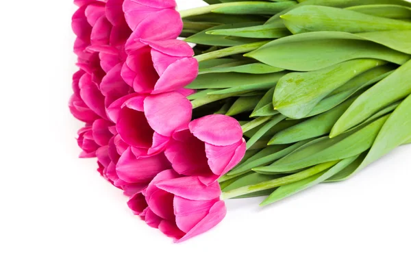 Roze van de bos tulpen — Stockfoto