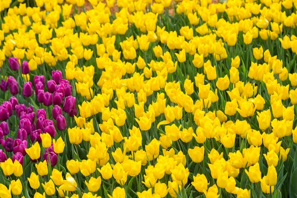 노란 튤립 꽃밭 네덜란드에서 — 스톡 사진