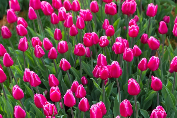 Pembe çiçek Lale alan Holland — Stok fotoğraf