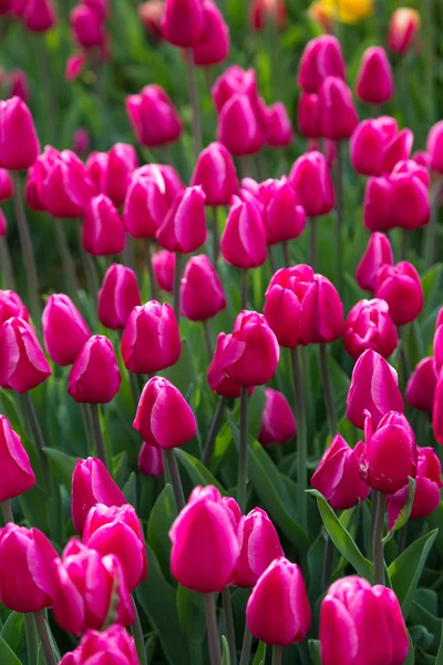 핑크 튤립 꽃밭 네덜란드에서 — 스톡 사진