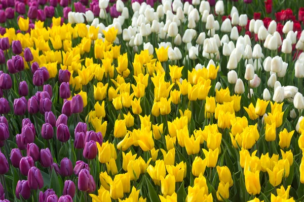 Veelkleurige bloem tulp veld in Nederland — Stockfoto