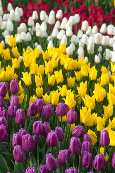 Çok renkli çiçek Lale alan Holland — Stok fotoğraf