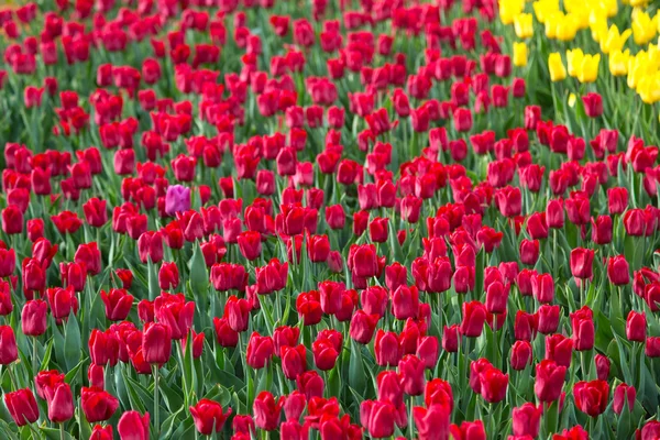 Rode bloem tulp veld in Nederland — Stockfoto