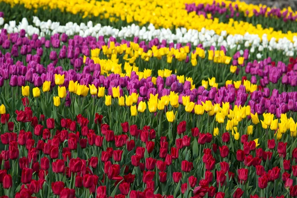 Veelkleurige bloem tulp veld in Nederland — Stockfoto