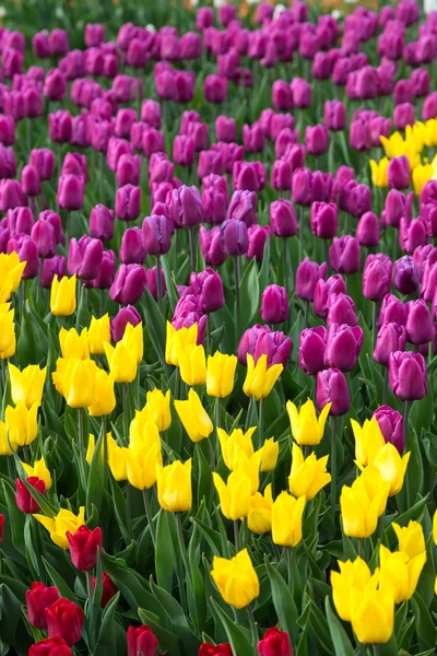 Champ de tulipes à fleurs multicolores en Hollande — Photo