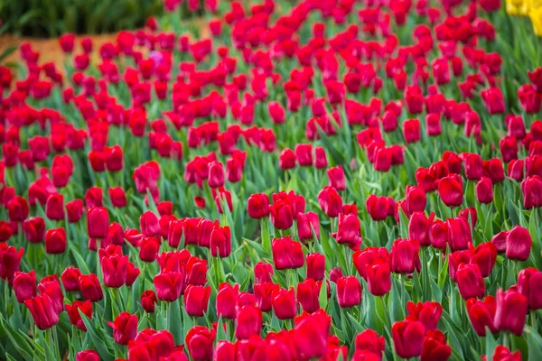 Campo de tulipán de flor roja en Holanda —  Fotos de Stock