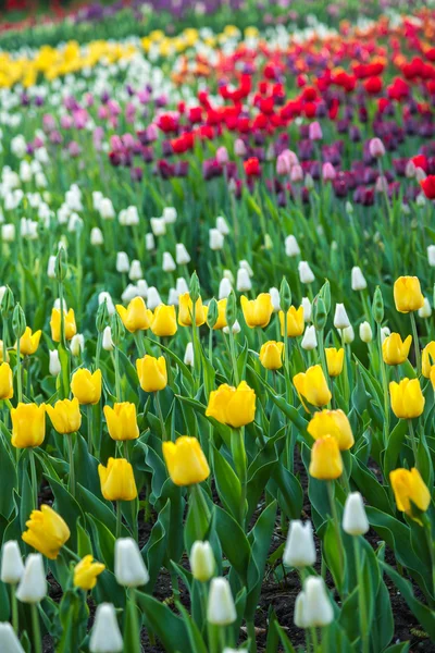 Campo de tulipa de flores multicoloridas na Holanda — Fotografia de Stock