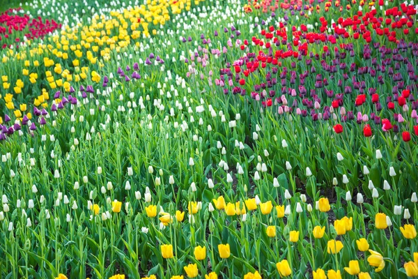 Veelkleurige bloem tulp veld in Nederland — Stockfoto