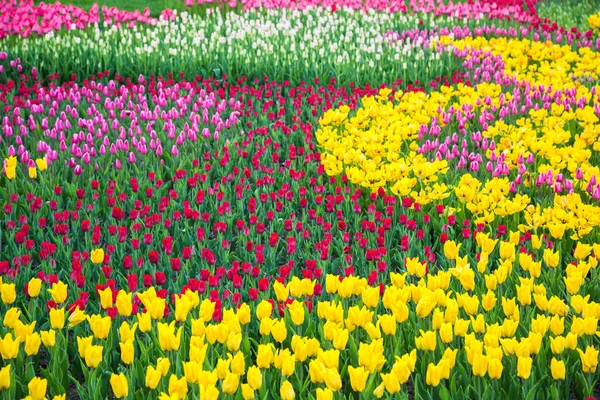 Veelkleurige bloem tulp veld in Nederland — Stockfoto