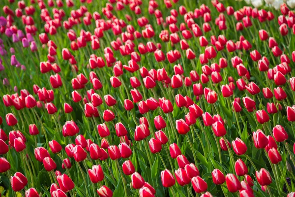 Campo di tulipani di fiori rossi in Olanda — Foto Stock
