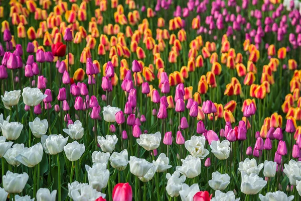 Veelkleurige bloem tulp veld in Nederland — Stockfoto