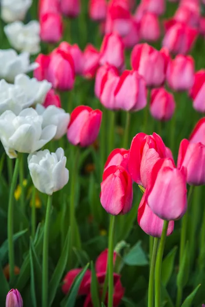 Rote und weiße Blumen Tulpenfeld in den Niederlanden — Stockfoto