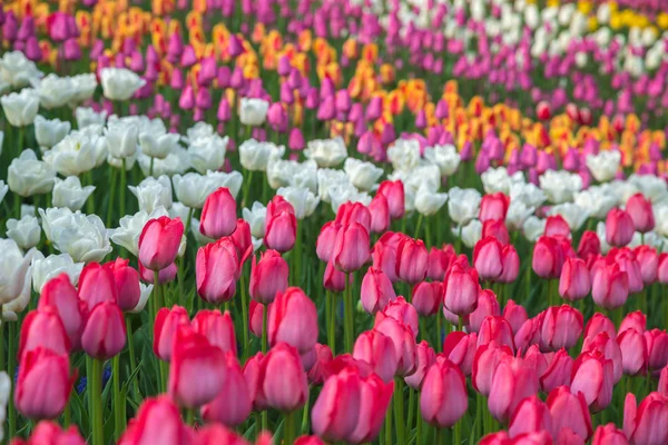 Veelkleurige bloem tulp veld in Nederland — Stockfoto