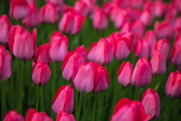 Campo de tulipán de flor roja en Holanda —  Fotos de Stock
