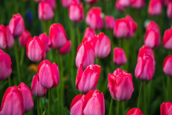 Kırmızı çiçek Lale alan Holland — Stok fotoğraf