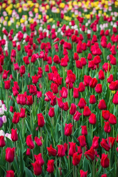 네덜란드에 있는 빨간 꽃 튤립 밭 — 스톡 사진