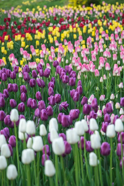 Campo di tulipani multicolore in Olanda — Foto Stock