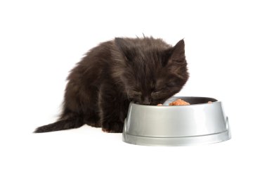 siyah yavru kedi yemek yeme