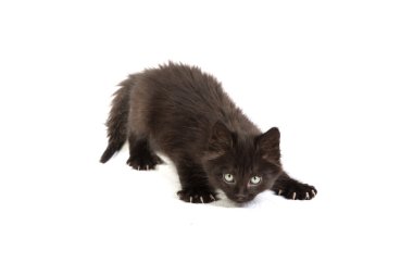 sevimli siyah yavru kedi