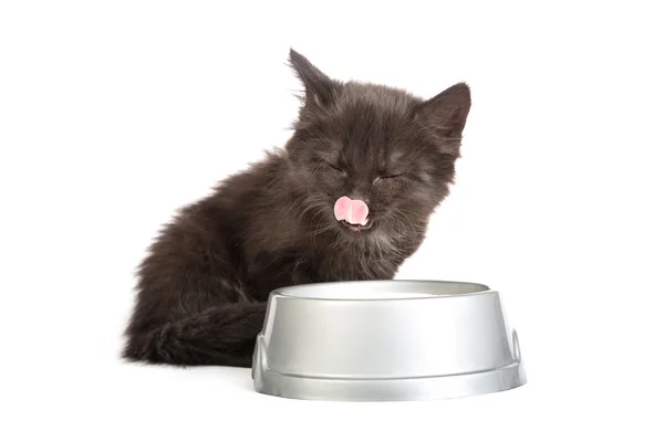 Siyah yavru kedi yemek yeme — Stok fotoğraf