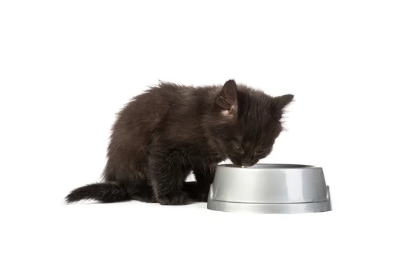Siyah yavru kedi yemek yeme — Stok fotoğraf