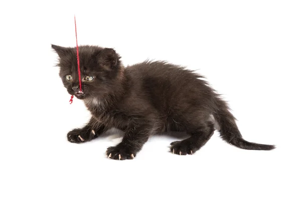 Cute black kitten — Stock Photo, Image