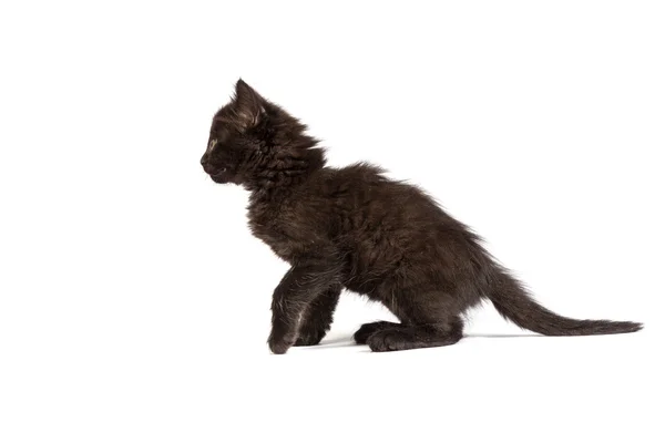 Ładny czarny kotek — Zdjęcie stockowe