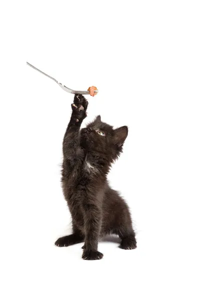 Gattino nero che mangia cibo per gatti — Foto Stock