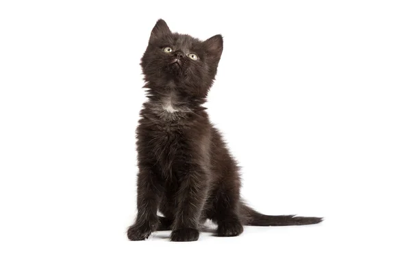 Roztomilé černé kotě — Stock fotografie