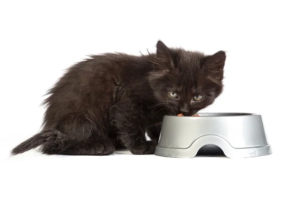 Zwarte kitten kat eten — Stockfoto