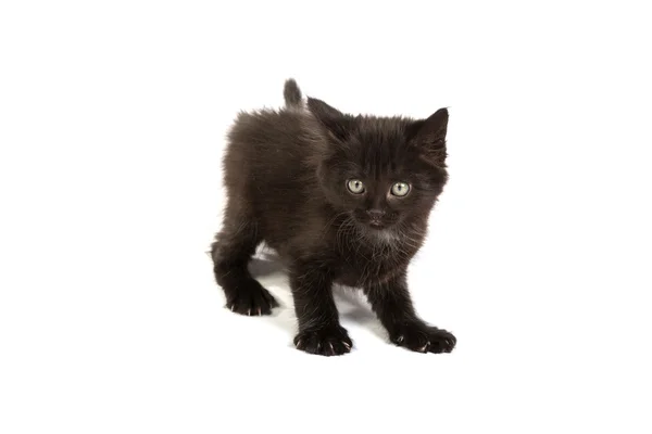 Lindo gatito negro — Foto de Stock