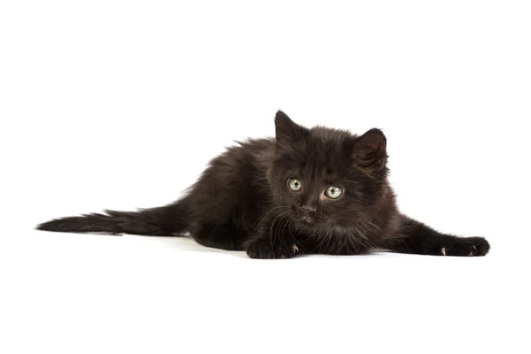 Roztomilé černé kotě — Stock fotografie
