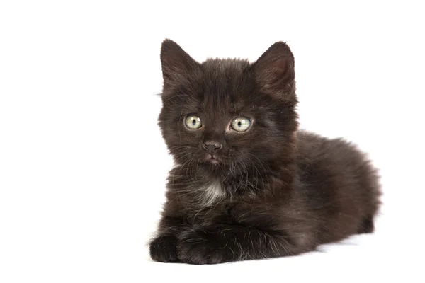 Cute black kitten — Stock Photo, Image