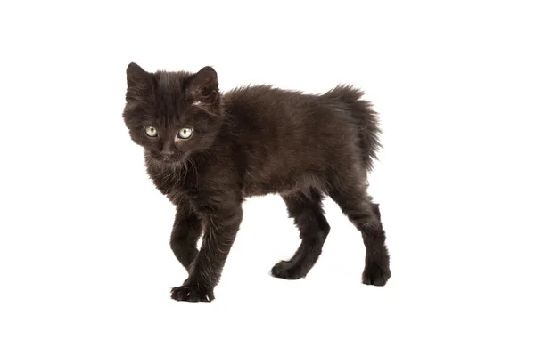 Lindo gatito negro —  Fotos de Stock