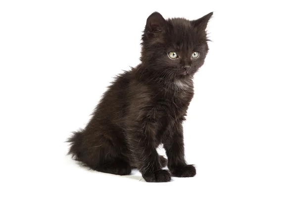 Carino gattino nero — Foto Stock