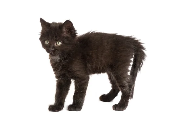 Cute black kitten — Stock Photo, Image