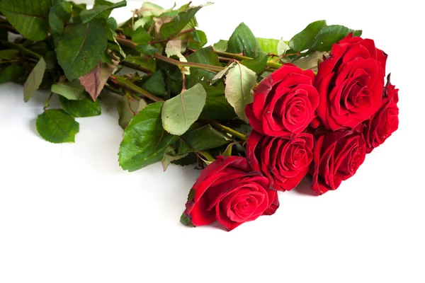 新鲜红玫瑰 — 图库照片