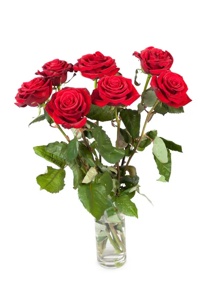Čerstvé červené růže — Stock fotografie