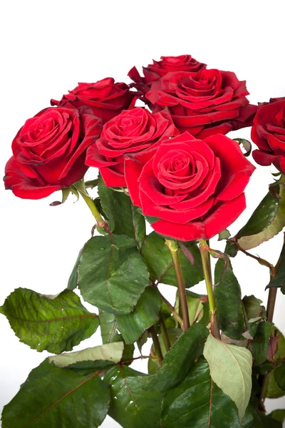 Rosas rojas frescas — Foto de Stock