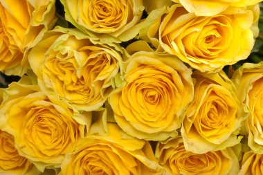 taze Sarı gül grubu