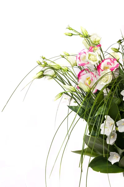Spring flowers background on white background — Stock Photo, Image